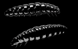 Libra Lures Larva 45mm Krill Col.040 8pcs