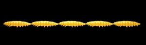 Libra Lures Larva Multi 008 Dark Yellow Chee 25pcs