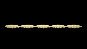 Libra Lures Larva Multi 005 Brânză Krill 25pcs