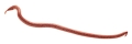 Gulp Earthworm