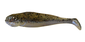 Pește spadă realist Shad 7cm J7 019 10buc
