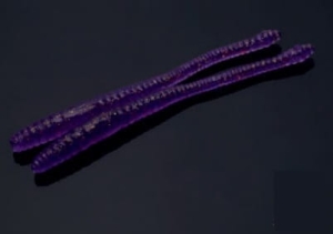 Libra Lures Dying Worm 70mm Krill Col.20 Col.20 15pcs