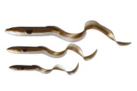 REAL EEL